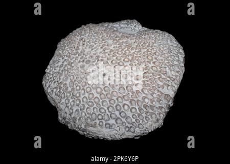 Fossil Rugose Coral Kodonophyllum truncatum Stockfoto