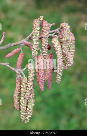 Männliche Common Hazel Corylus avellana Catkins, Wigan Flash, Greater Manchester, Großbritannien Stockfoto