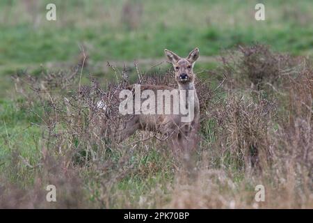 Rotwild versteckt sich in den Brahlen von Wicken Fen in Cambridgeshire, England, April 2023 Stockfoto