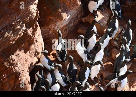 Helgoland, Deutschland. 24. März 2023. Guillemots sitzen auf Guillemot-Felsen. Die Naturschützer sehen mit Sorge auf die bevorstehende Brutsaison im Wattenmeer wegen der Vogelgrippe. Kredit: Jonas Walzberg/dpa/Alamy Live News Stockfoto