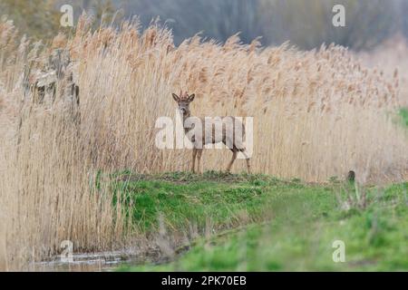 Roebuck Roe Deer in Wicken fen in Cambridgeshire, England, April 2023 Stockfoto