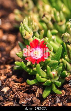 Rote Blume auf grünem, verschwommenem Hintergrund. Blühende Sonnenblumen im Garten. Foto mit geringer Schärfentiefe. Stockfoto