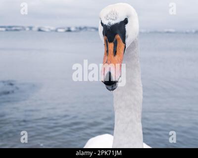 Ein wütender Schwan steht in den eisigen Gewässern Schwedens, ein stolzes Mitglied der Familie der Enten, Gänse und Schwanen. Stockfoto