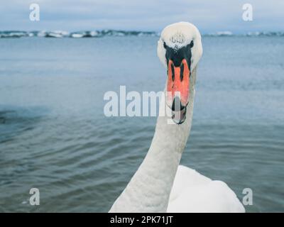 Ein wütender Schwan steht in den eisigen Gewässern Schwedens, ein stolzes Mitglied der Familie der Enten, Gänse und Schwanen. Stockfoto