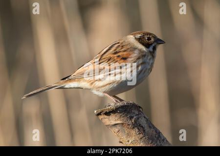 Ein Common Reed Bunting auf der Suche nach Essen in den Schilfbeeten am RSPB Lakenheath Fen in Norfolk, England Stockfoto