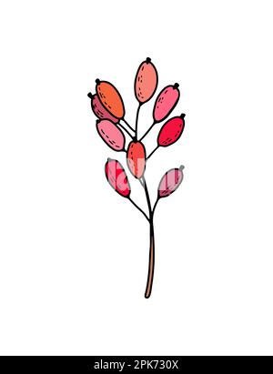 Handgezeichneter grafischer Vektorzweig mit roten Beeren, Barbeere, Cranberry, Cranberry Stock Vektor