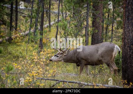 Der Mule Deer Buck im Herbst mit einem Geweih im Grand Teton National Park, Jackson, Wyoming, USA Stockfoto