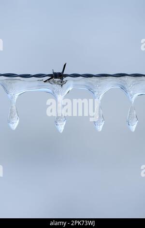 Eiswürfel... Eiszapfen ( Winterflut 2020/2021 ), natürlich gebildete Eisskulpturen auf Stacheldraht Stockfoto