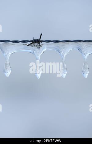 Eiswürfel... Eiszapfen ( Winterflut 2020/2021 ), natürlich gebildete Eisskulpturen auf Stacheldraht Stockfoto