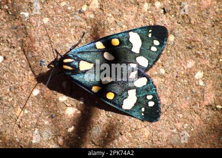 Scarlet Tiger Moth (Callimorpha Dominula) in meinem Garten Hook Norton Oxfordshire England 2016 Stockfoto