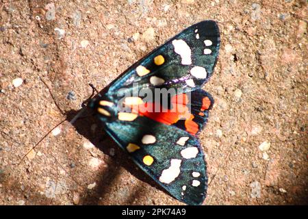 Scarlet Tiger Moth (Callimorpha Dominula) in meinem Garten Hook Norton Oxfordshire England 2016 Stockfoto