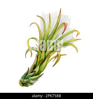 Aquarelle Kaktusblume mit Blättern, Seitenansicht. Weiße und grüne Drachenfruchtblume. Tropische exotische Flora isoliert auf weißem Hintergrund Stockfoto