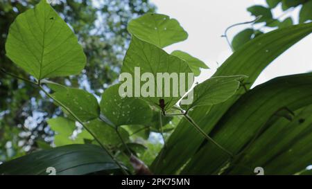 Blick unter ein wildes Blatt mit einer winzigen orangefarbenen Motte unter dem Blatt Stockfoto