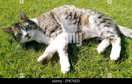 Glückliche Tabby europäische Katze mit kurzen Haaren auf dem grünen Gras im Garten während der Sommerzeit. Stockfoto