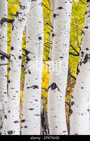 Nahaufnahme von 5 Aspenstämmen oder -Stämmen in vertikalem Format, geeignet für Muster, Konzepte, Grand teton Nationalpark, usa Stockfoto