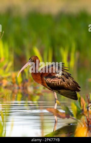 Glossy Ibis, Plegadis falcinellus, Donana NP, Spanien. Stockfoto