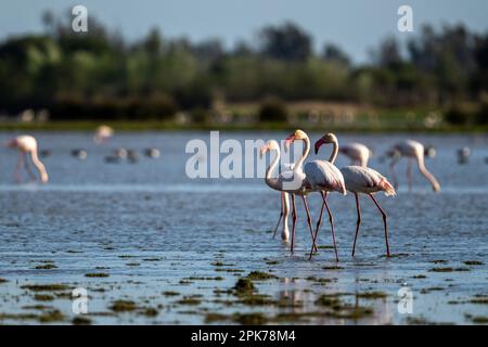 Greater Flamingo, Phoenicopterus roseus, El Rocio, Donana NP, Spanien. Ein Vogelschwarm im See. Stockfoto