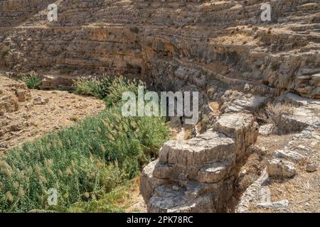 Schilf wächst am Wasser auf dem Grund des Prat Bach Canyons in der trockenen Wüste Judäa, Israel. Ein paar Wanderer sind am Ufer. Stockfoto