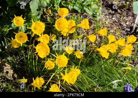 Narzissen Bulbocodium, Petticoat Narzissen, Reifen-Petticoat Narzissen, gelbe Blumen Stockfoto