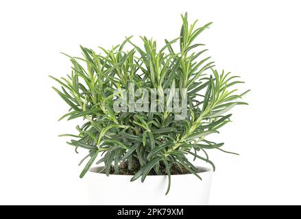 Rosmarin, junge Pflanze in einem weißen Topf. Salvia rosmarinus, eine aromatische, immergrüne Sträucher mit duftenden grünen Blättern. Stockfoto