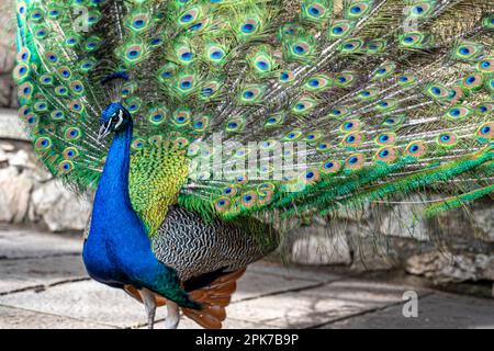 Männlicher großer Pfau in Lissabon Stockfoto