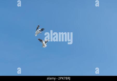 Zwei Möwen streiten sich während des Fluges Stockfoto