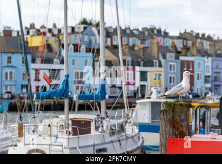 Seagull im Hintergrund des Hafens von Weymouth, Dorset County. Selektiver Fokus Stockfoto