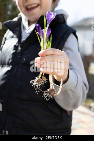 Das Kind hält mehrere Zwiebeln mit blühenden lilafarbenen Krokuswurzeln in der Hand. Gärtnern mit Liebe. Hallo Frühling. Earth Day Konzept. Ökologisches Bewusstsein. Fürsorglich Stockfoto