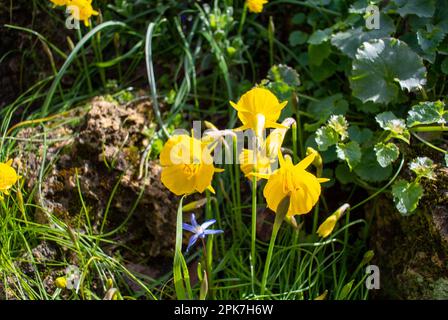 Narcissus bulbocodium, die Petticoat-Narzissen oder die Ring-Petticoat-Narzissen, eine Art Blütenpflanze der Familie Amaryllidaceae Stockfoto