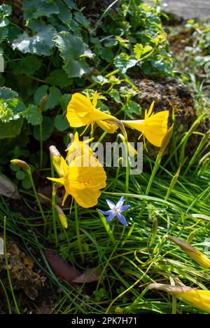 Narcissus bulbocodium, die Petticoat-Narzissen oder die Ring-Petticoat-Narzissen, eine Art Blütenpflanze der Familie Amaryllidaceae Stockfoto