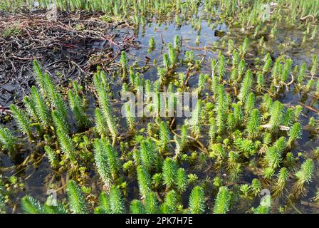 Myriophyllum aquaticum ist eine Blütenpflanze, ein Gefäßdikot, gemeinhin als Papageienfeder und Papageienfeder Wassermilfoil bezeichnet. Stockfoto