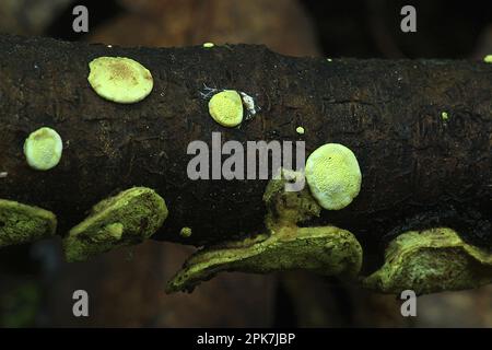 Biolumineszenter Regalpilz (Polypolares sp.) Stockfoto