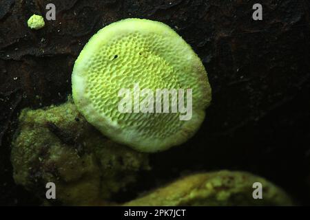 Biolumineszenter Regalpilz (Polypolares sp.) Stockfoto