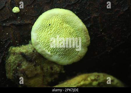 Biolumineszenter Regalpilz (Polypolares sp.) Stockfoto