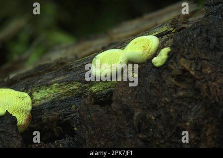 Biolumineszenter Regalpilz (Polypolares sp.) Stockfoto