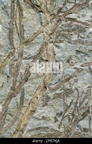 Versteinerte Pflanze, auf Stein geprägt, abstrakter natürlicher Hintergrund Stockfoto