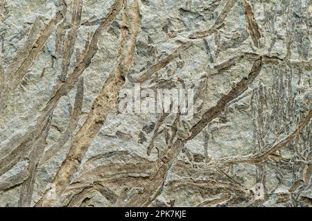 Versteinerte Pflanze, auf Stein geprägt, abstrakter natürlicher Hintergrund Stockfoto