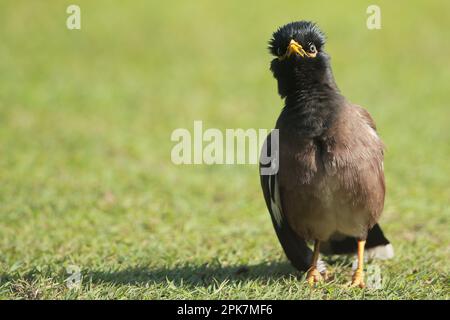 Die Reichweite der gemeinsamen Myna nimmt derart schnell zu, dass die Kommission für das Überleben von Arten der IUCN sie 2000 zu einer der weltweit größten erklärte Stockfoto