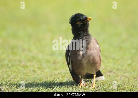 Die Reichweite der gemeinsamen Myna nimmt derart schnell zu, dass die Kommission für das Überleben von Arten der IUCN sie 2000 zu einer der weltweit größten erklärte Stockfoto