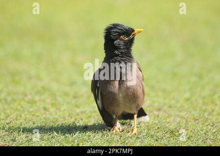 Die Reichweite der gemeinsamen Myna nimmt derart schnell zu, dass die Kommission für das Überleben von Arten der IUCN sie 2000 zu einer der weltweit größten erklärte Stockfoto