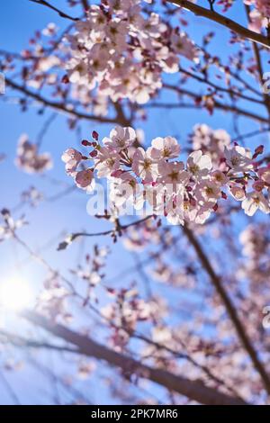 Sakura, Cherry Brossoms Stockfoto