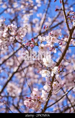 Sakura, Cherry Brossoms Stockfoto