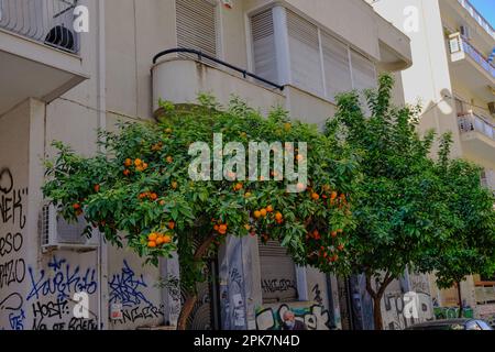 Orangen wachsen im Frühling in den Straßen von Athen Stockfoto