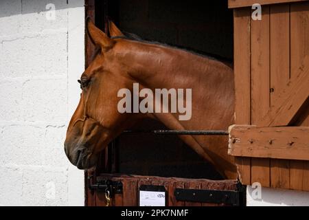 Brown Horse's Head Over Stable Door (Nahaufnahme von der Seite, Teilnehmer am Pferdesport, Ausstellungsgelände) - Great Yorkshire Show, Harrogate, England, Großbritannien. Stockfoto