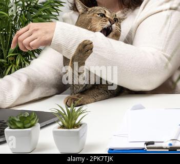 Lustige Erwachsene graue Katze verhindert, dass der Freiberufler am Laptop arbeitet. Das Tier beißt in die Hand. Fehlende Aufmerksamkeit für Haustiere Stockfoto