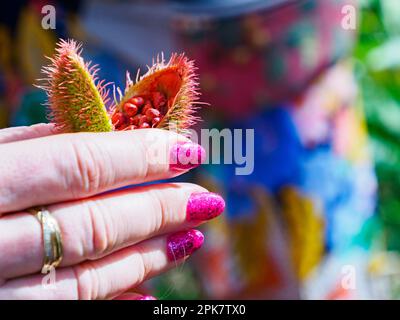 Sansibar Gewürztour. Offene Lippenstift-Frucht vom Achiote-Baum, gehalten zwischen den Fingern einer weißen Frau auf einer Gewürzfarm. Tansania, Afrika Stockfoto