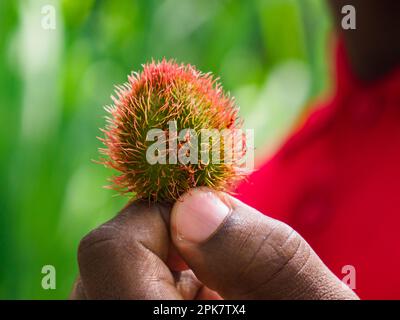 Sansibar Gewürztour. Rote und haarige Lippenstift-Frucht vom Achiote-Baum zwischen den Fingern in der Gewürzfarm. Tansania, Afrika Stockfoto