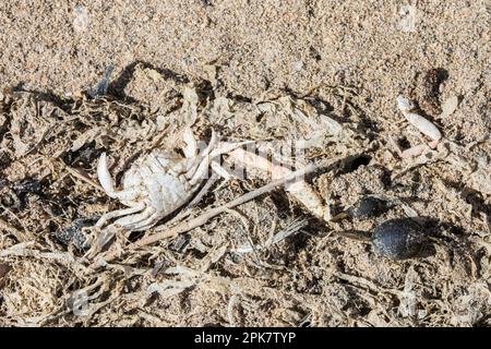 Krabbenskelett Stockfoto