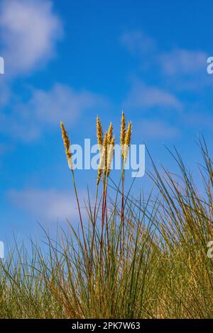 Marine Biodiversität Habitat: Marram Dunes Art: Marram Grass Wissenschaftliche Bezeichnung: Ammophila arenaria Größe: 1m cm in der Höhe Farbe: Glänzende grüne Blätter WIT Stockfoto