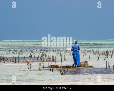 Paje, Sansibar - Jan, 2021: Frau in traditioneller Kleidung arbeitet auf der Algenplantage im Indischen Ozean. Tansania, Afrika Stockfoto